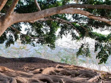 Rooted In The Present