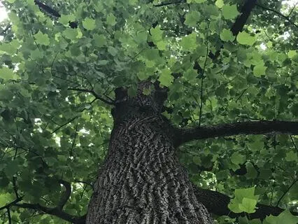 Rooted In The Unknown