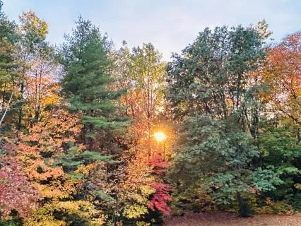 Rooted In Transition Meditation