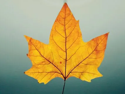 Rooted In Your Power - October 27