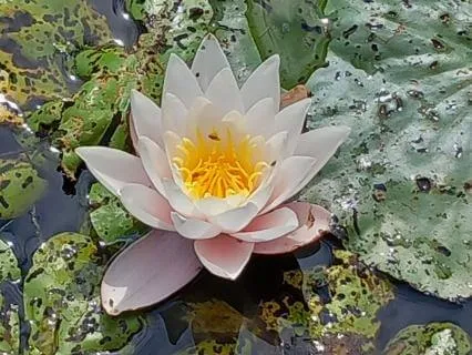 Rooted In Your Worth: A Meditation For Self‑Acceptance