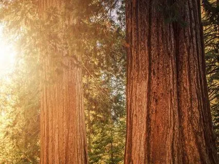 Rooted Like The Sequoia: Strength In Stillness & Spirit
