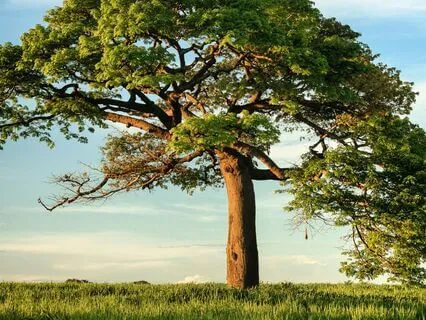 Rooted & Open: A Grounded Spaciousness Meditation