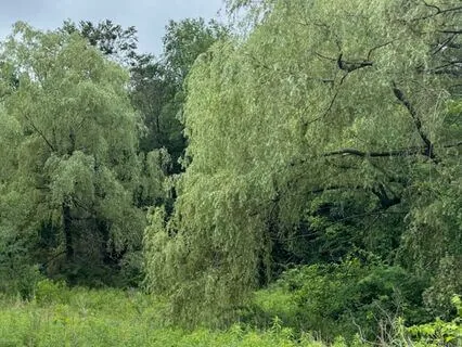 Rooted & Radiant: 30 Minutes Of Grounding & Expansion