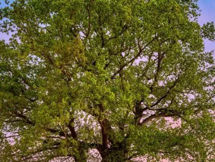 Rooted Rest: Muladhara Chakra Yoga Nidra For Sleep