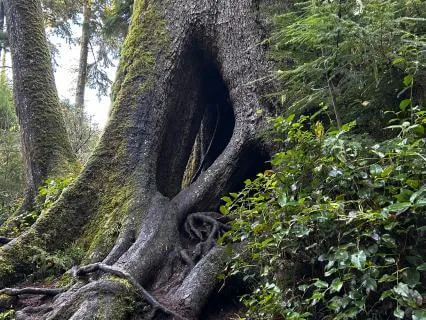 Rooted & Rising: An Earth-Air Balancing Meditation