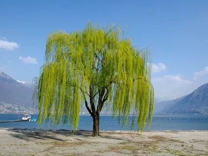 Rooted Serenity: The Art Of Swaying