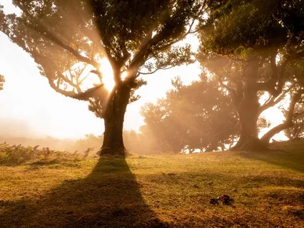 Rooted Strength, Balance & Skyward Growth Meditation