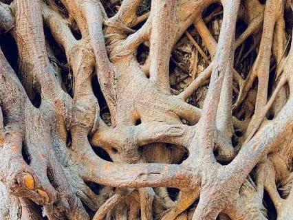 Rooted Through The Storm