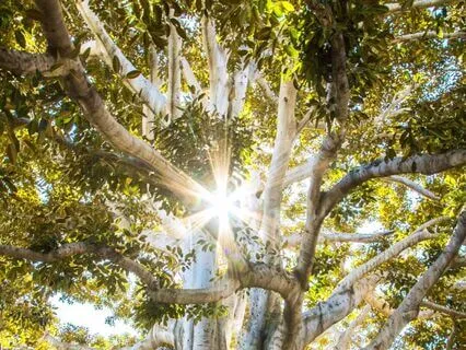 Rooting Into The Earth To Find Your Inner Power