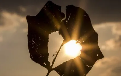 Rooting Into Wholeness, Anchoring Into Love