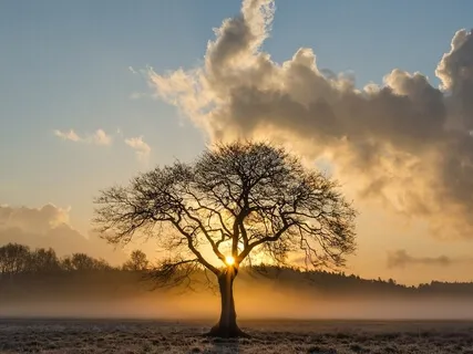 Rooting Visualisation