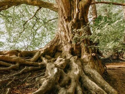 Rooting With Mother Earth: Grounding Meditation