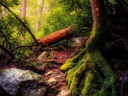 Roots - Grounded Melodic Harp Full Of Magic