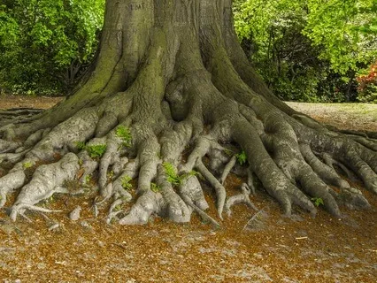 Roots - Grounding Technique