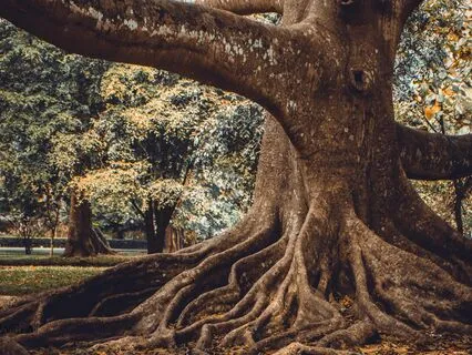 Roots Of Light | A Grounding Meditation For Spring