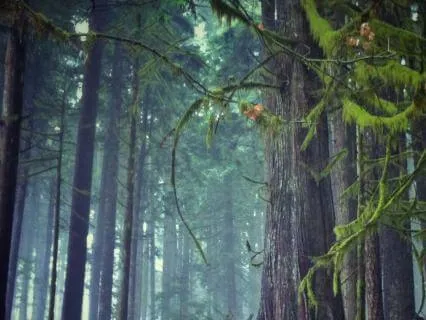 Roots Of Steadiness | A Grounding Meditation