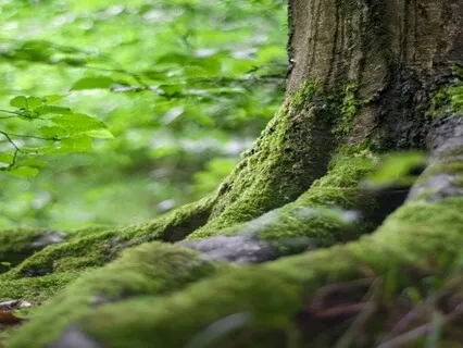 Roots Of The Earth Meditation