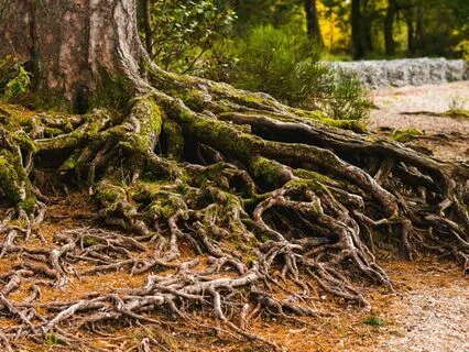 Roots & Shoots Meditation