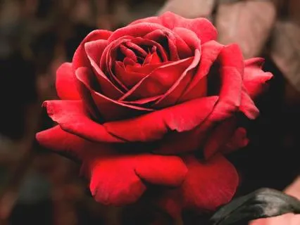 Rose Blood Meditation: A Sacred Menstrual Practice For Women