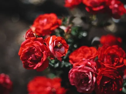 Rose Chakras In My Garden