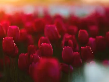 Rose Garden - Healing Music