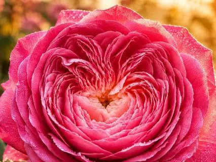 Rose Heart Activation: Open To Love & Higher Guidance