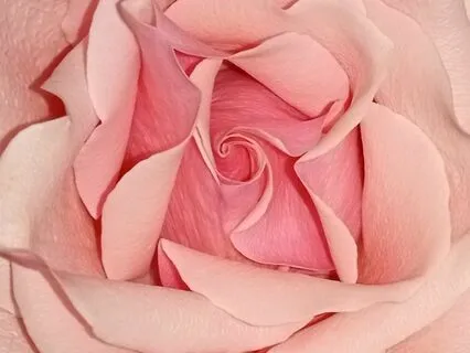 Rose Heart Meditation