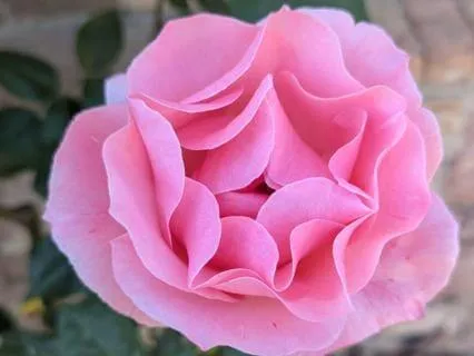 Rose Light Healing