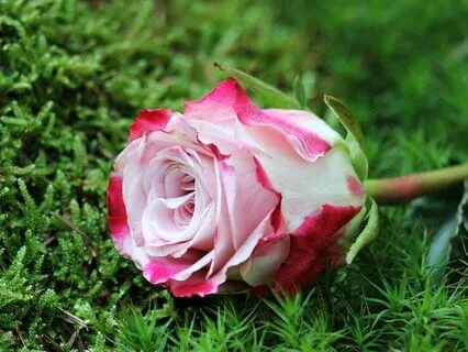 Heal Your Heart - A Meditation