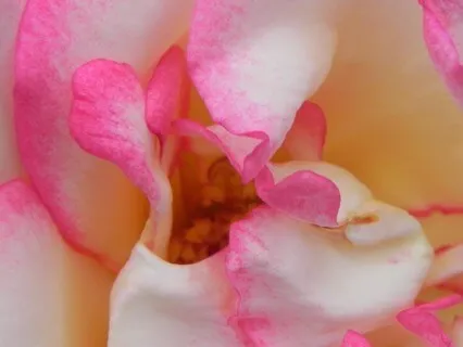 Rose Petals Meditation &  Divine Music