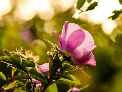 Rose Shamanic Journey To The Eternal Heart