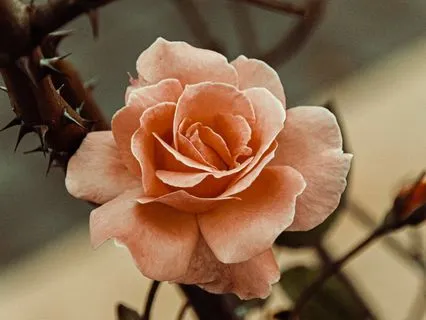 Rose & Thorn: An Evening Meditation