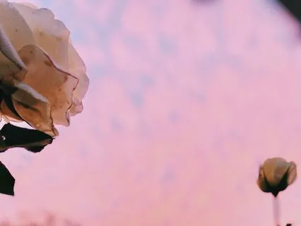 Roses At Sunset Sound Bath