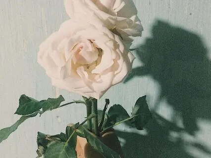 Roses Of Devotion: The Presence Of Pure Love