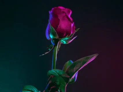 Roses, Thunder And Soft Rain