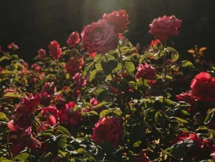 Roses Underfoot | Rumi Poem
