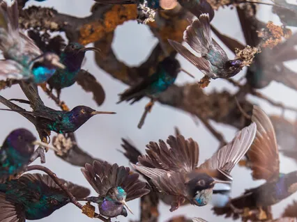 Ross Christopher - Apophenia