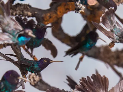 Ross Christopher - Tempest