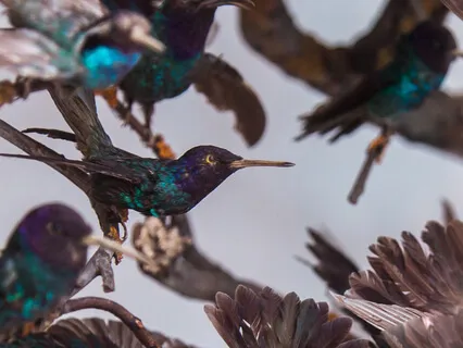 Ross Christopher - They Are My Love