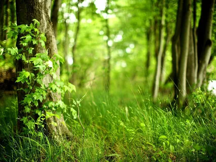 Royalty-Free Meditation Music (Deep Into Nature)