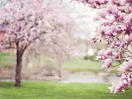 Розовая Комната. Развитие Женственности
