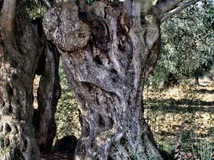 Ruach: Embodying Sacred Breath