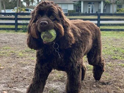 Rubber Baby Buggy Bumper