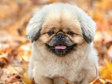 Rumi: A Necessary Autumn Inside Each