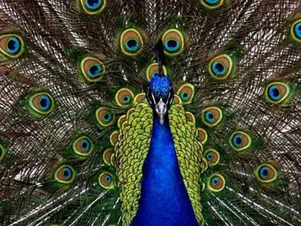 Rumi: Peacock