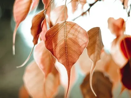 Rumi's Bedtime Talk: The Wound Is Where The Light Enters You