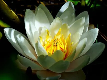 Rumi's First Encounter With Shams