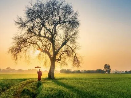 Rumi's Guiding Stars: An Empowering Bedtime Journey