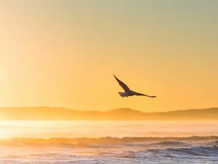 Rumi's Wings Of The Night: A Bedtime Journey To Self